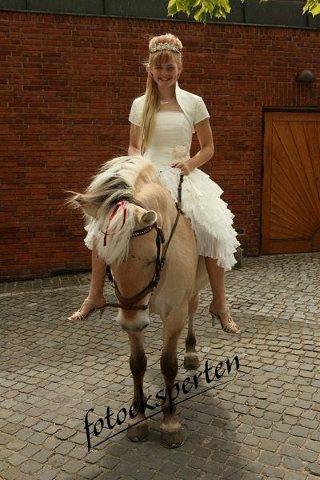 Fjordhest fjordbakkens rikke (frigga) (R.I.P) billede 5