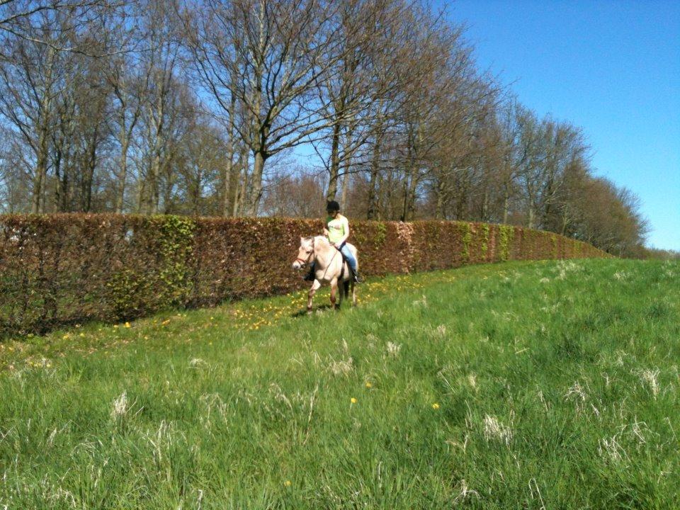 Fjordhest fjordbakkens rikke (frigga) (R.I.P) billede 7