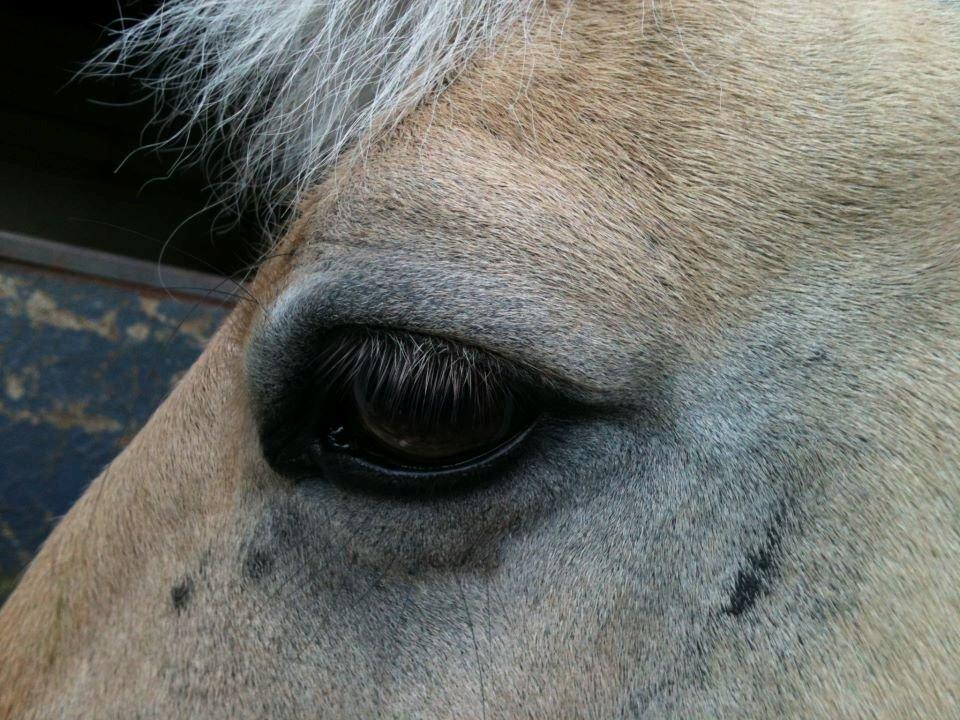 Fjordhest fjordbakkens rikke (frigga) (R.I.P) billede 8