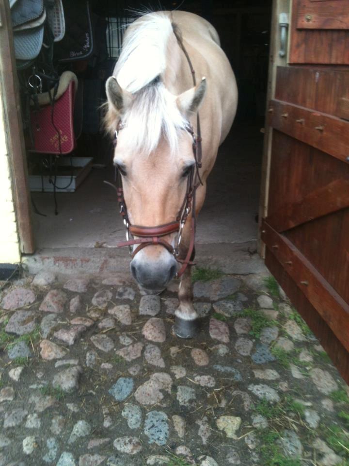 Fjordhest fjordbakkens rikke (frigga) (R.I.P) billede 11