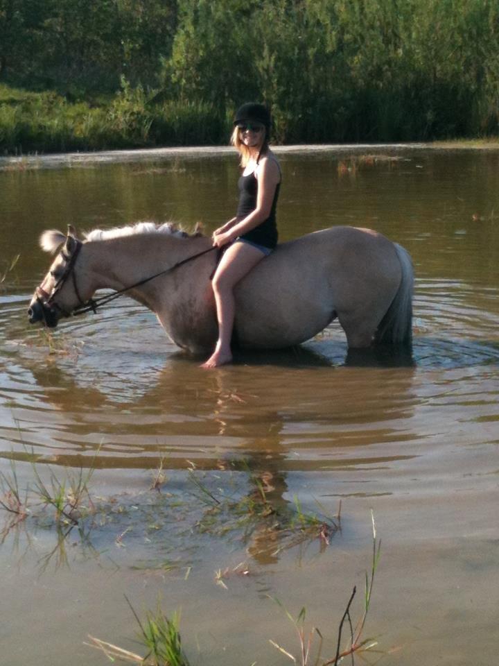 Fjordhest fjordbakkens rikke (frigga) (R.I.P) billede 14