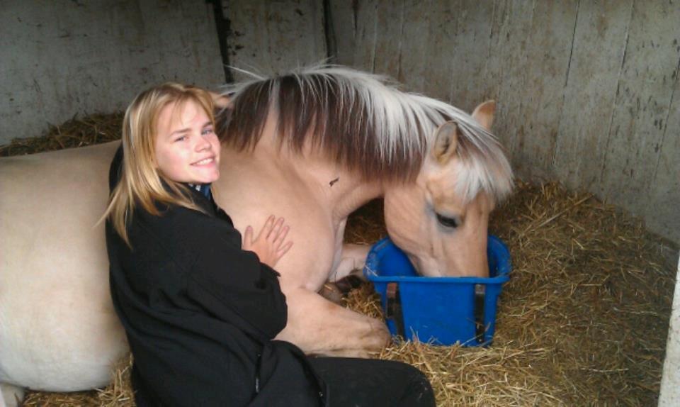 Fjordhest fjordbakkens rikke (frigga) (R.I.P) billede 15