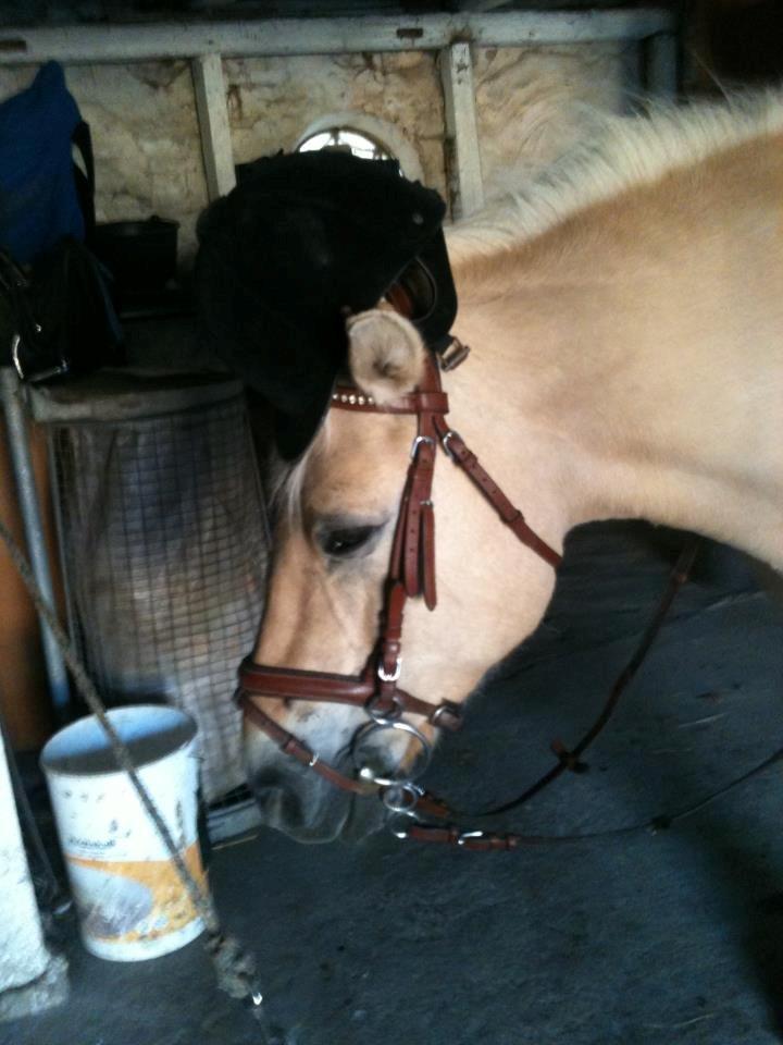 Fjordhest fjordbakkens rikke (frigga) (R.I.P) billede 16