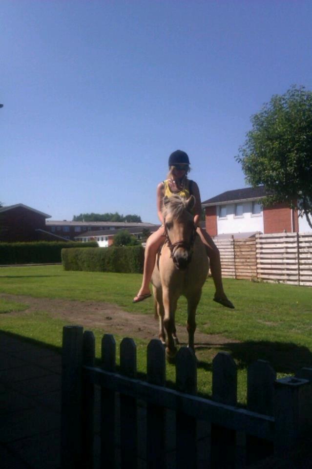 Fjordhest fjordbakkens rikke (frigga) (R.I.P) billede 17