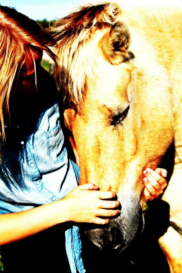 Fjordhest fjordbakkens rikke (frigga) (R.I.P) billede 6