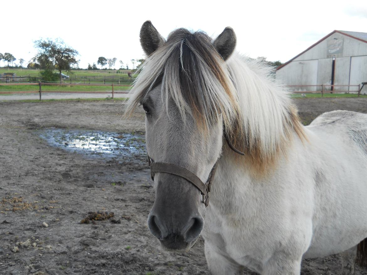 Fjordhest Kasper ~Soulmate~ <3 billede 18