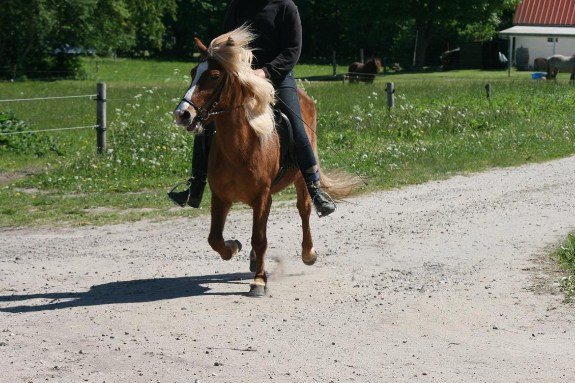 Islænder Saga fra Skadhauge - så er Saga blevet tilredet, her er hun med rytter for 1. gang...alt går planmæssigt billede 17