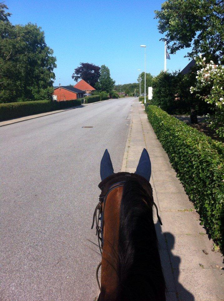 Arabisk fuldblod (OX) patrick <3 - rider lige hjem til mormor <3 billede 12