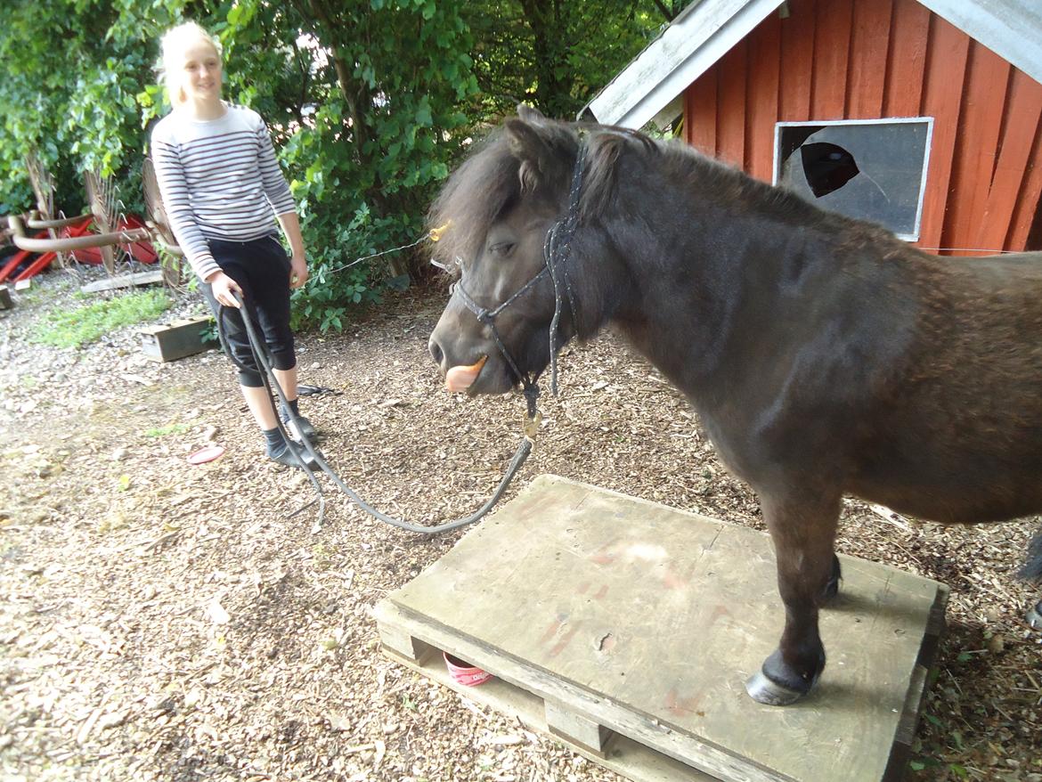 Shetlænder Robin<3 - Horsemanship elsker han! <3 billede 2