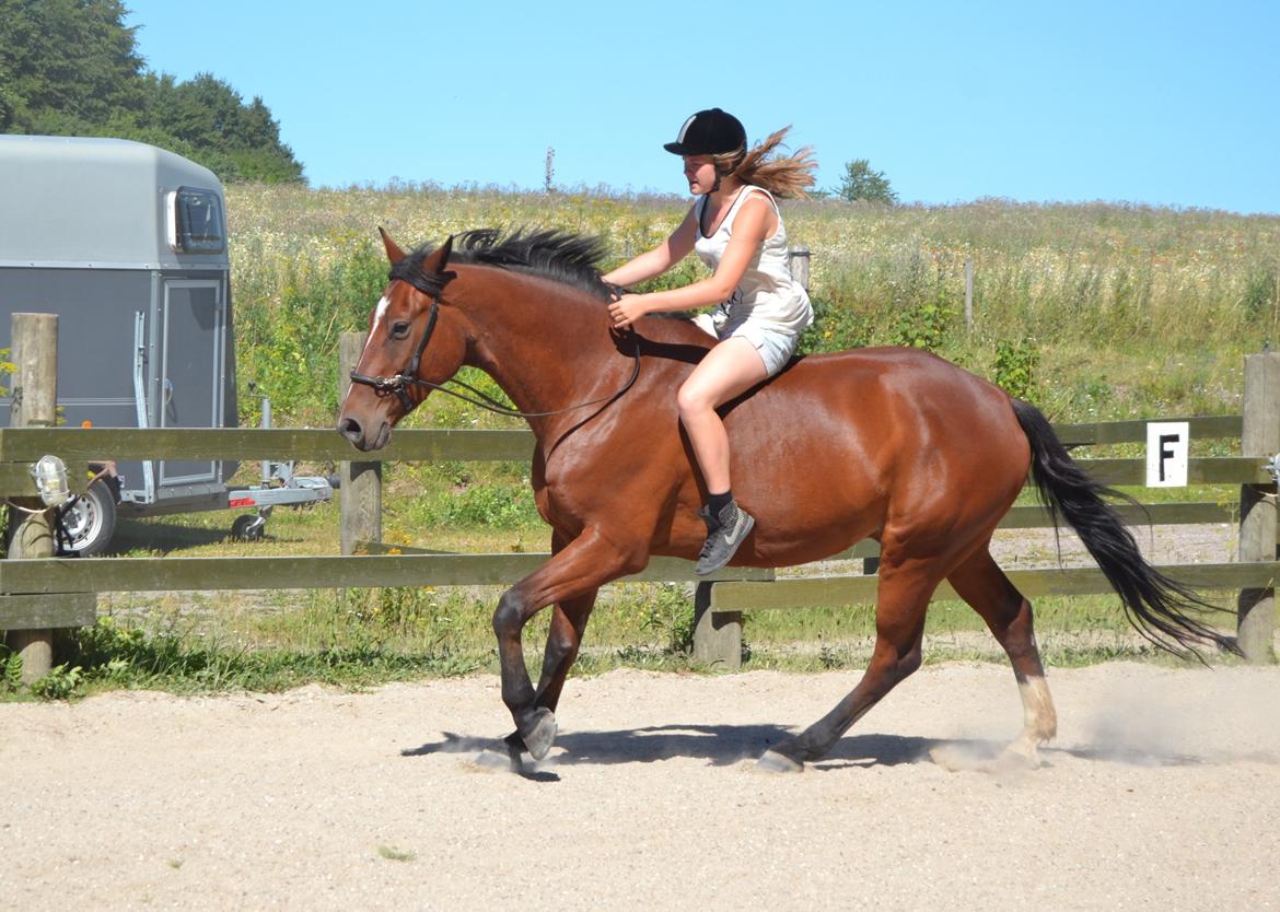Pinto Pegasus | Soulmate | - 2. Sommerhygge på banen <3  billede 2