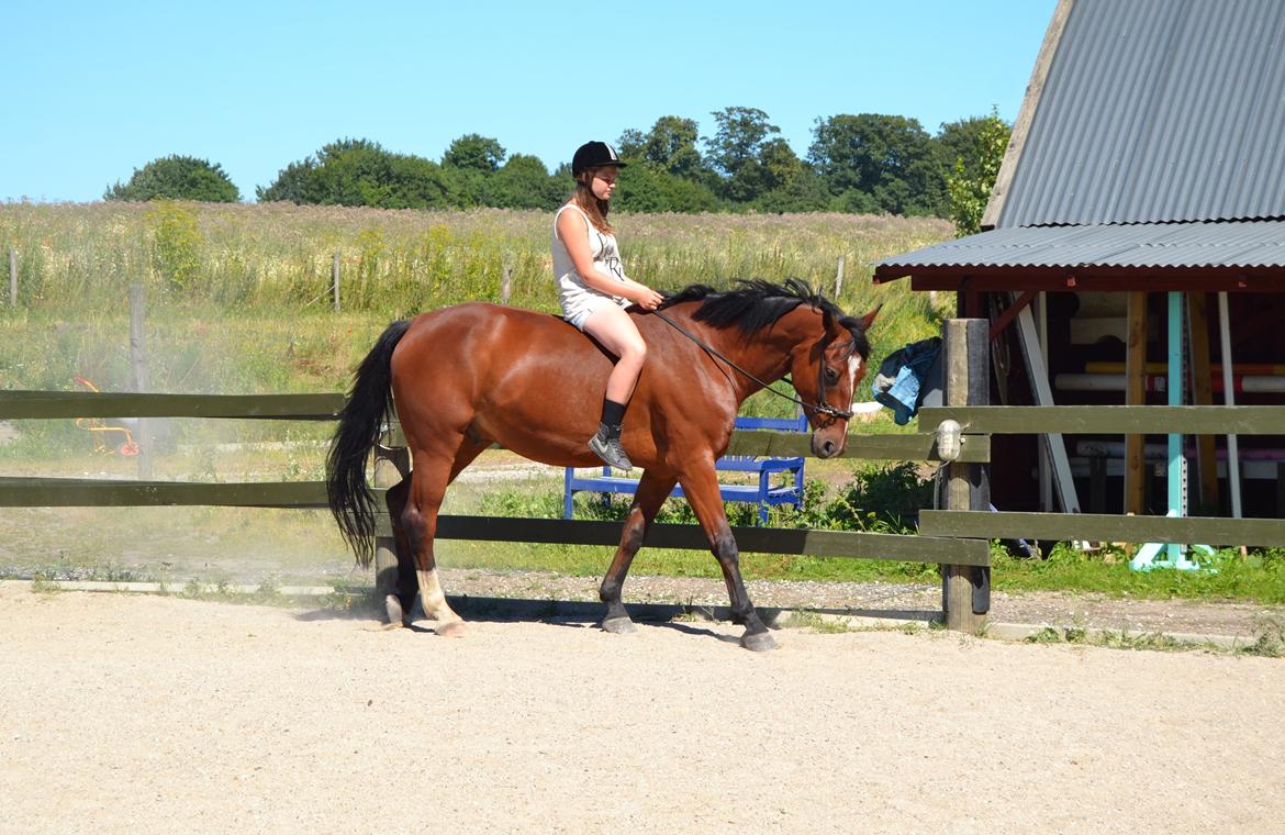 Pinto Pegasus | Soulmate | - 17) „I made a wish and you came true...“ billede 17