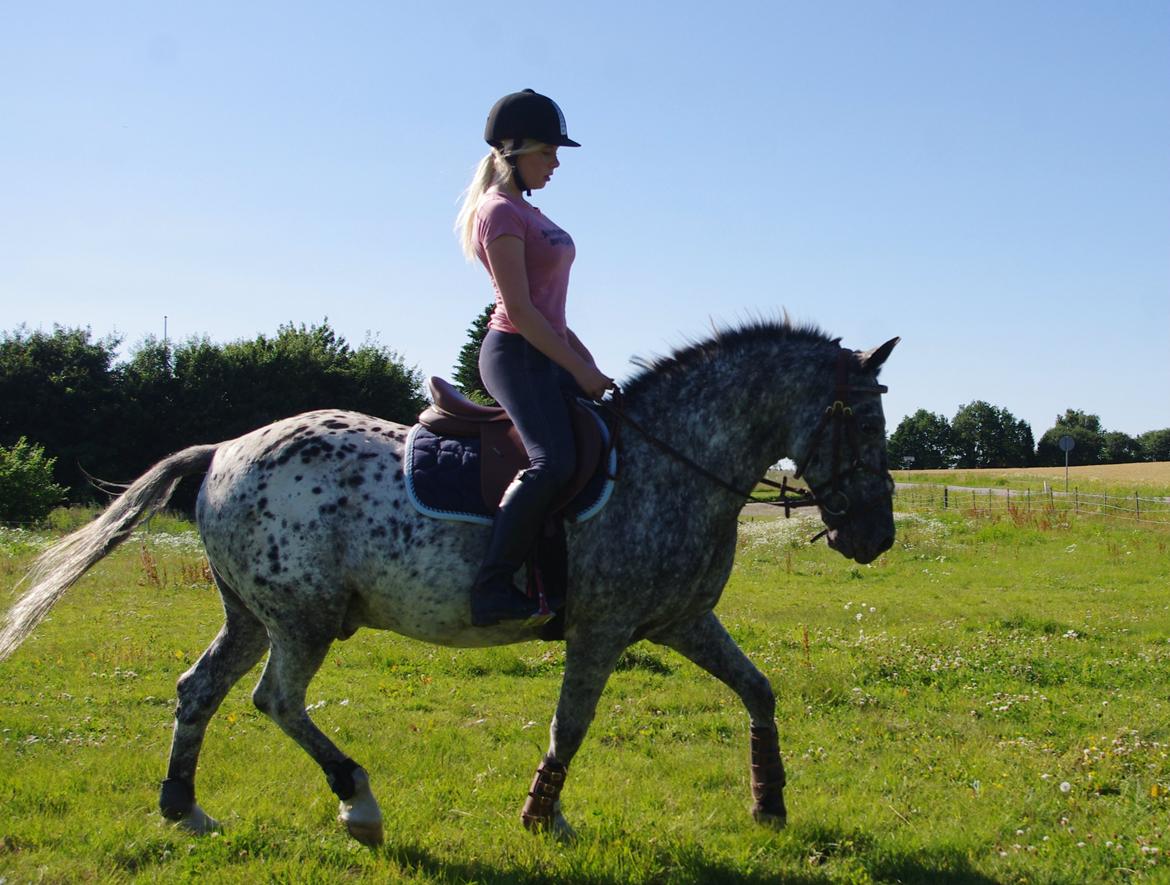 Appaloosa Benno -  juli 2013 billede 11