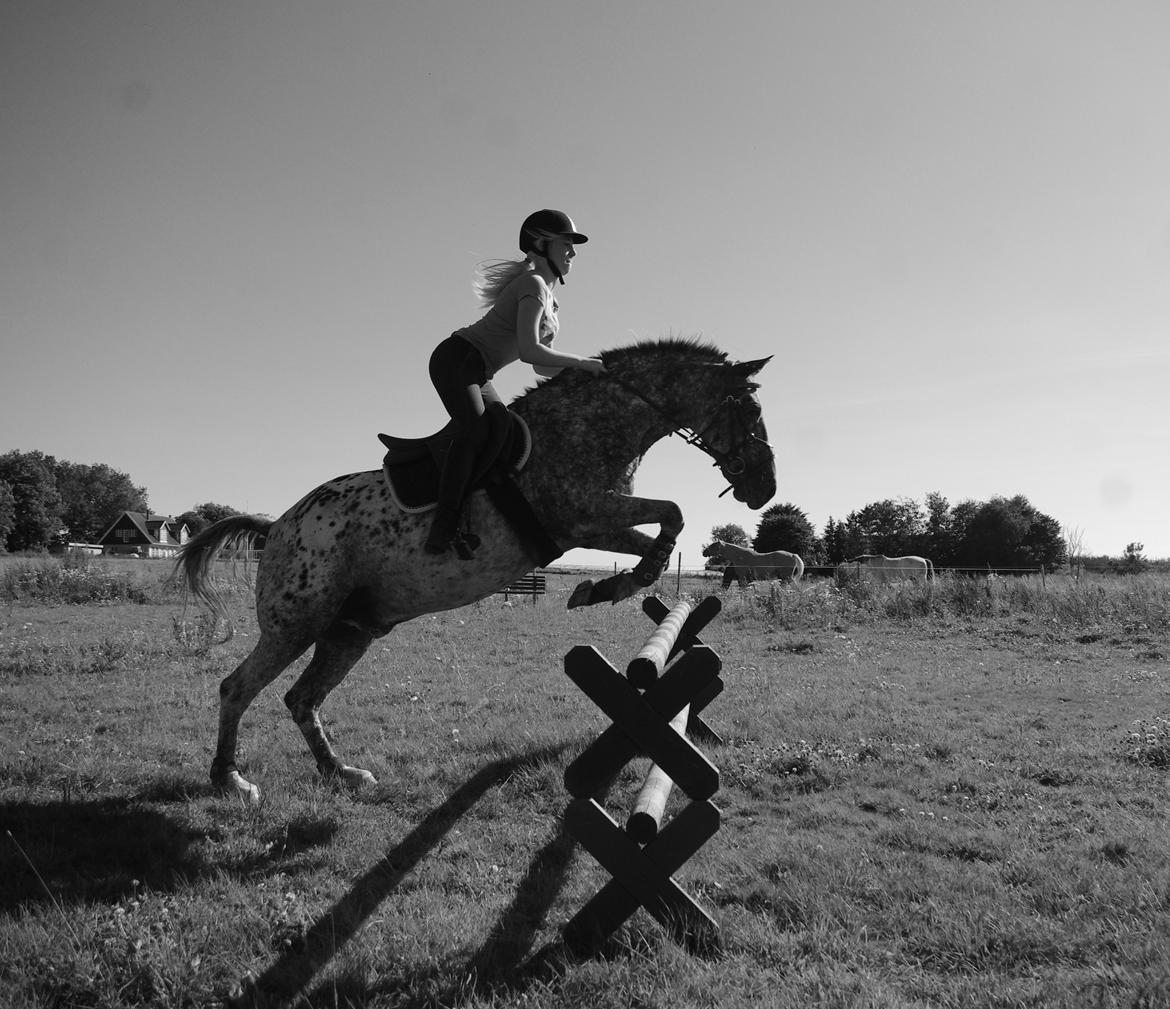 Appaloosa Benno - juli 2013 - kun lidt tyk billede 3