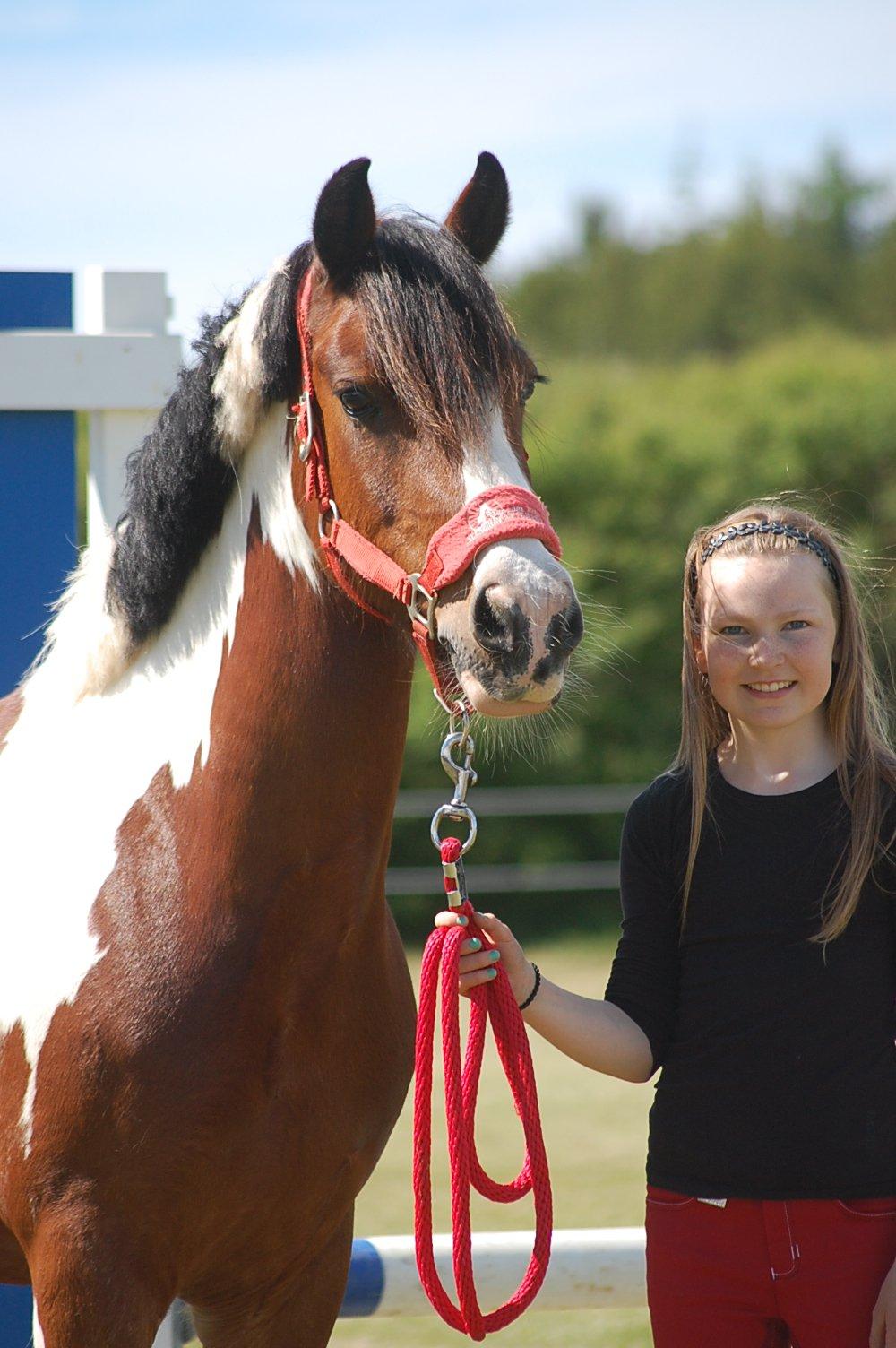 Irish Cob Crossbreed South Lady View<3 - smukke!<3 billede 19
