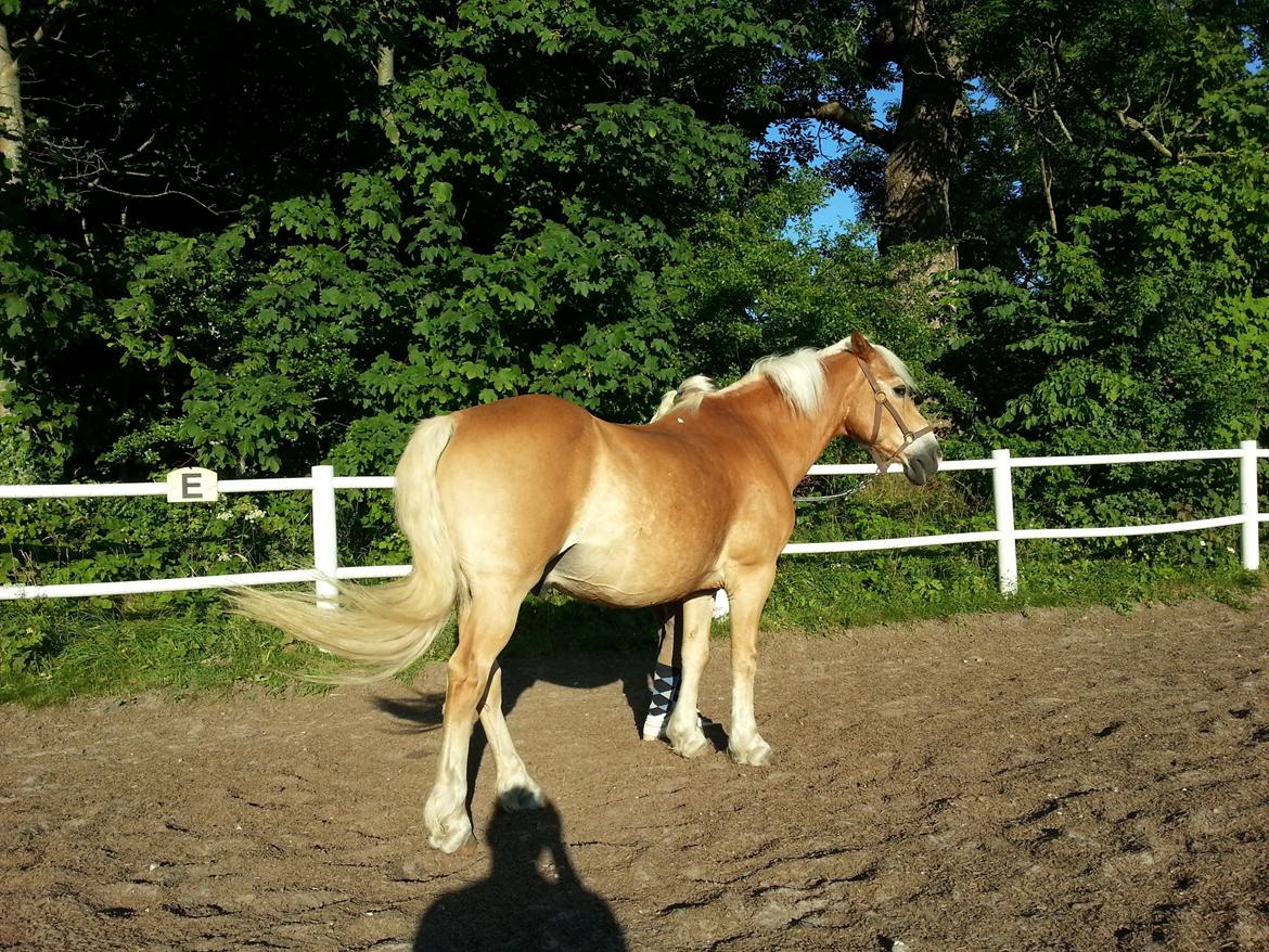 Haflinger Rasmus ( tidl helpart)  billede 1