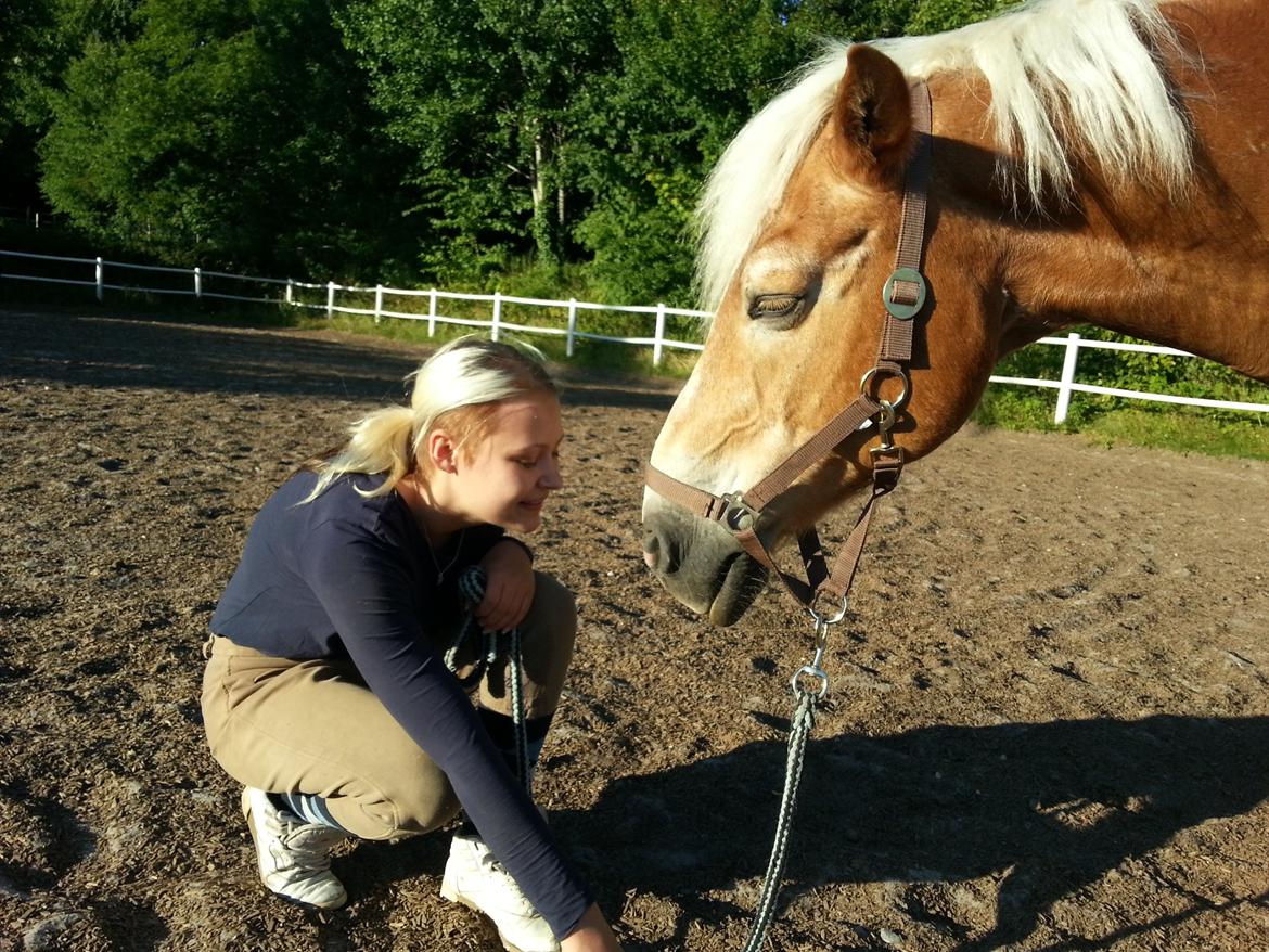 Haflinger Rasmus ( tidl helpart)  billede 2