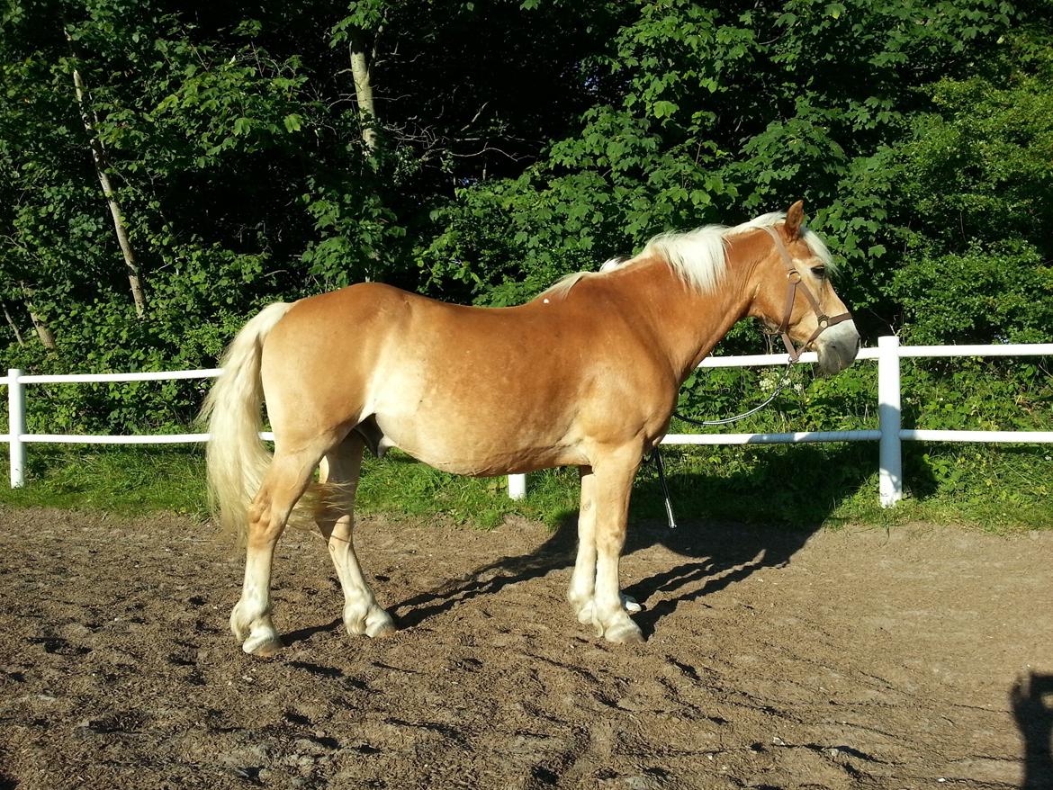 Haflinger Rasmus ( tidl helpart)  billede 3