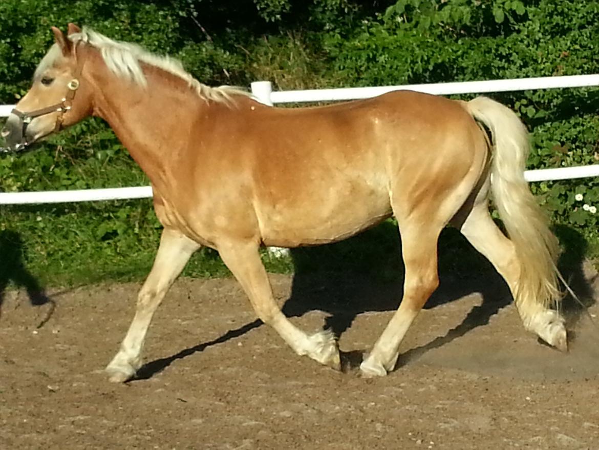 Haflinger Rasmus ( tidl helpart)  billede 4
