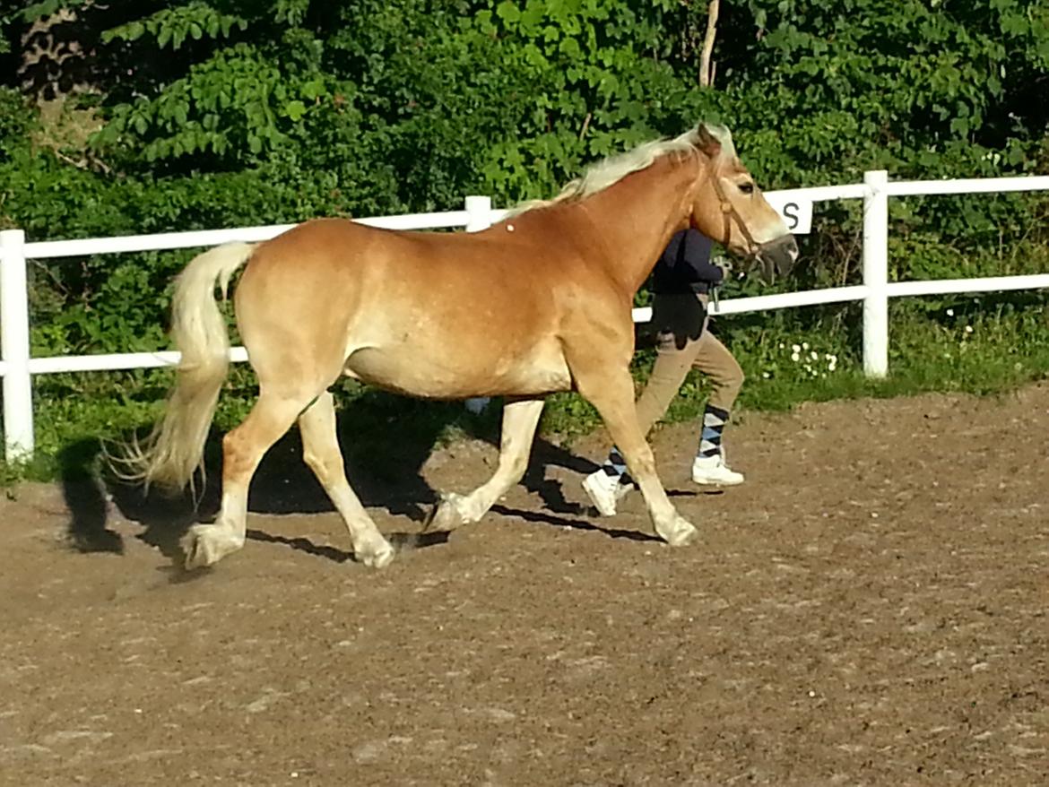 Haflinger Rasmus ( tidl helpart)  billede 5