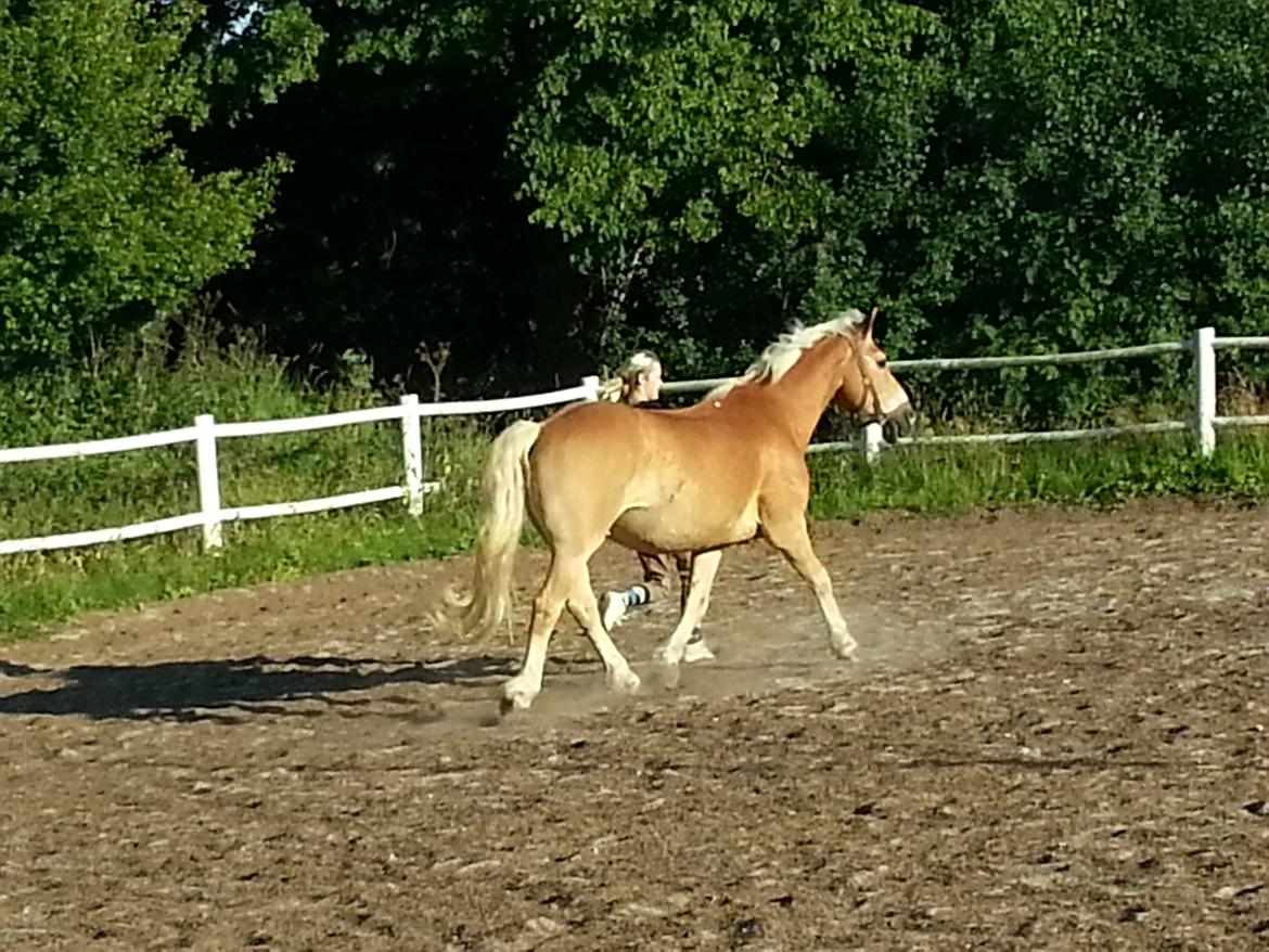 Haflinger Rasmus ( tidl helpart)  billede 6