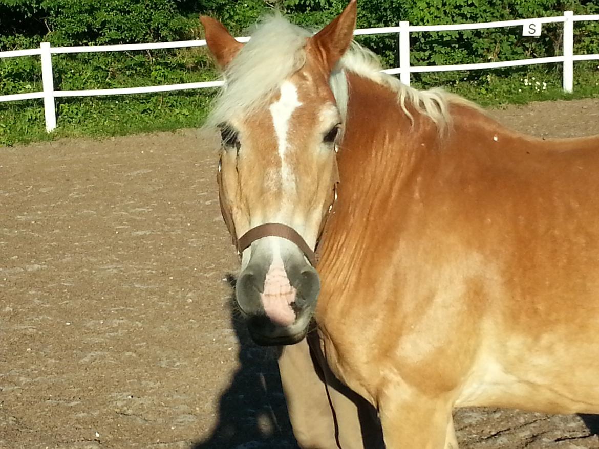 Haflinger Rasmus ( tidl helpart)  billede 7