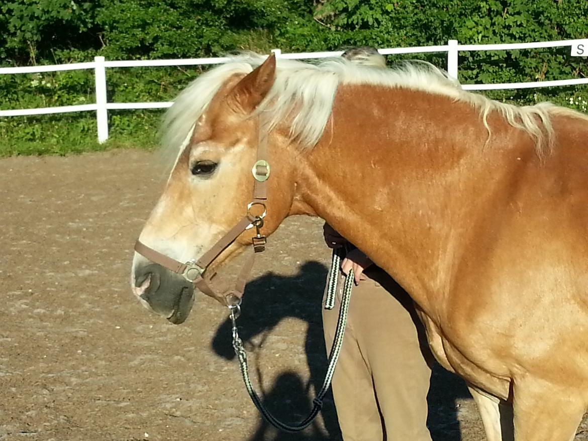 Haflinger Rasmus ( tidl helpart)  billede 8