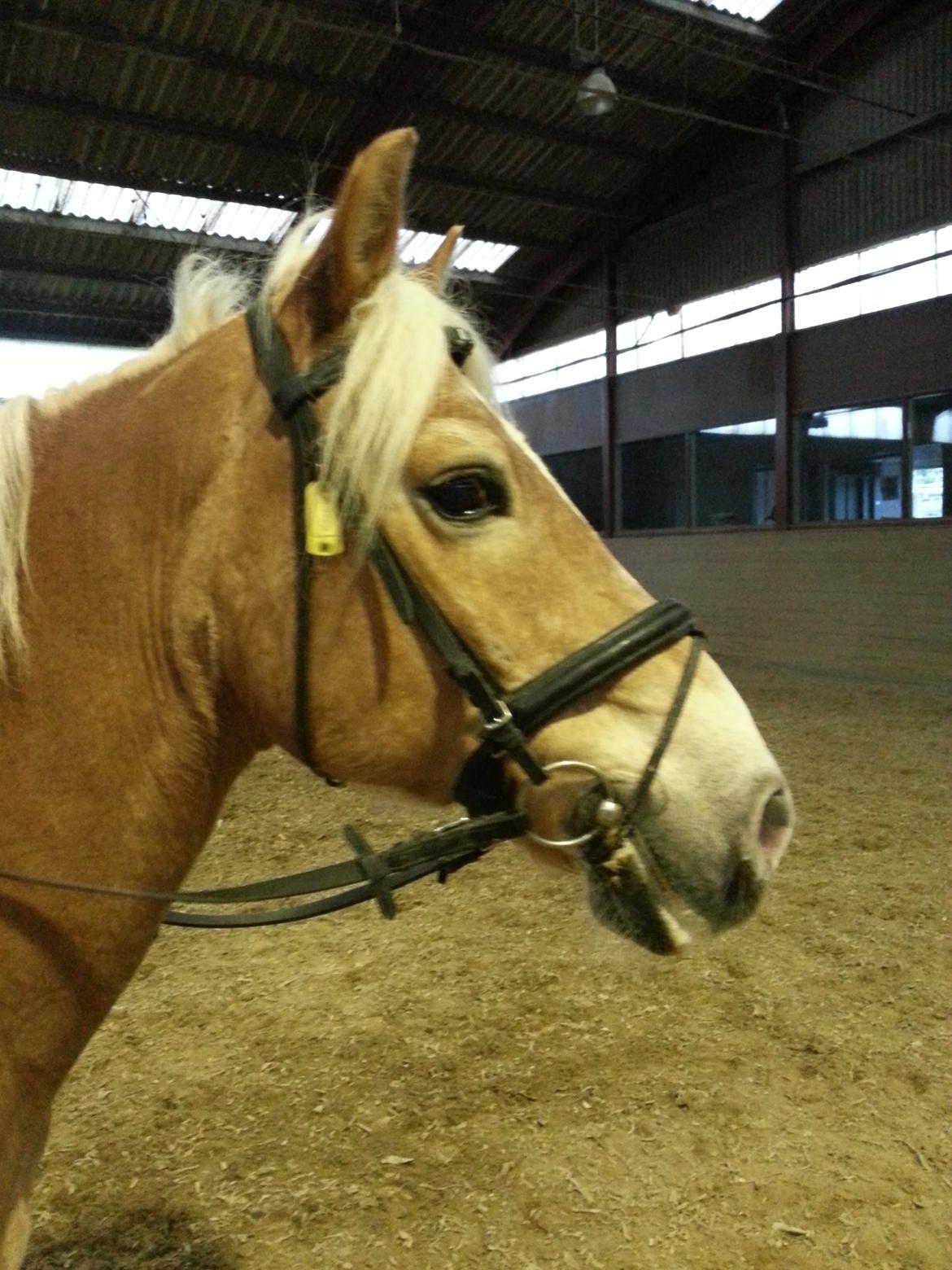 Haflinger Rasmus ( tidl helpart)  billede 9