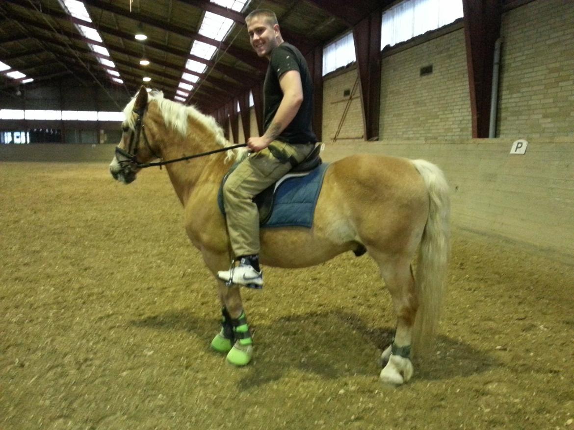 Haflinger Rasmus ( tidl helpart)  billede 10