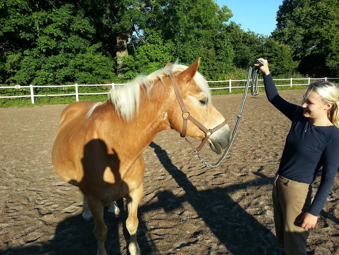 Haflinger Rasmus ( tidl helpart)  billede 11