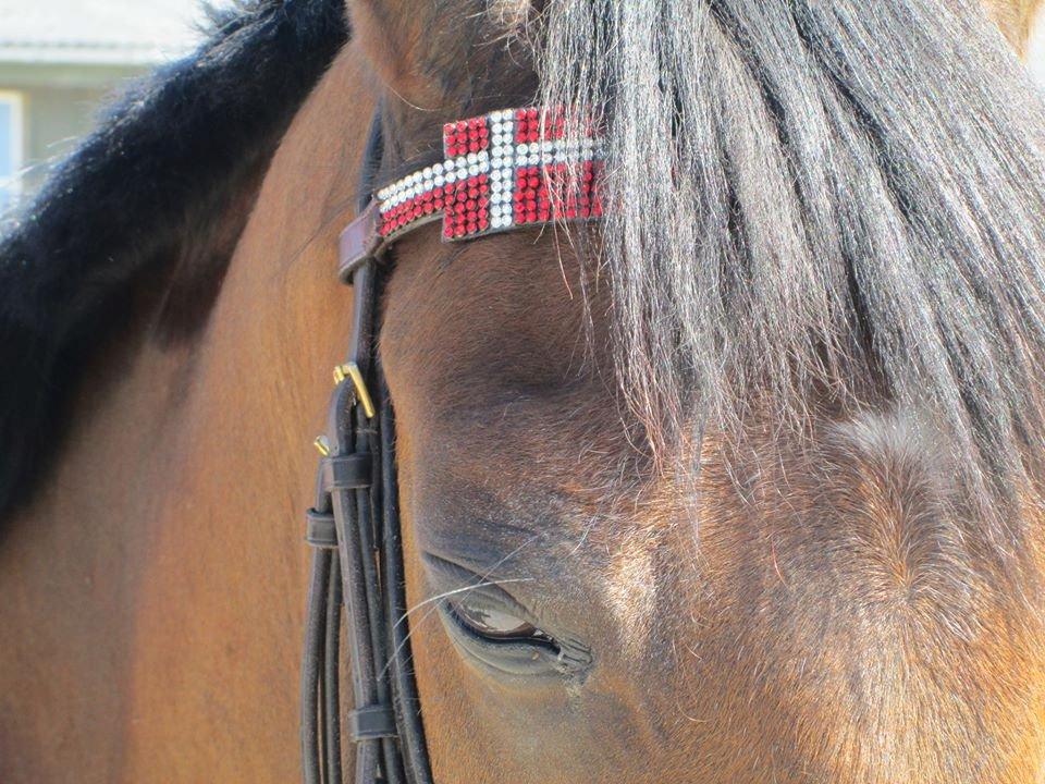 Welsh Pony (sec B) Victoria Madly <3 (A pony) billede 16