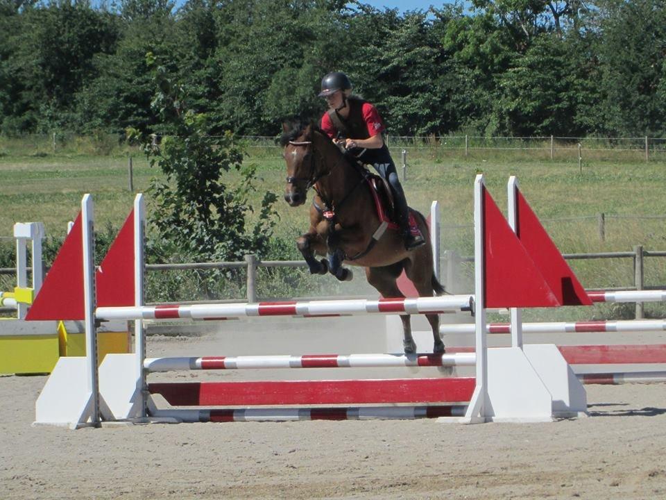Welsh Pony (sec B) Victoria Madly <3 (A pony) billede 17