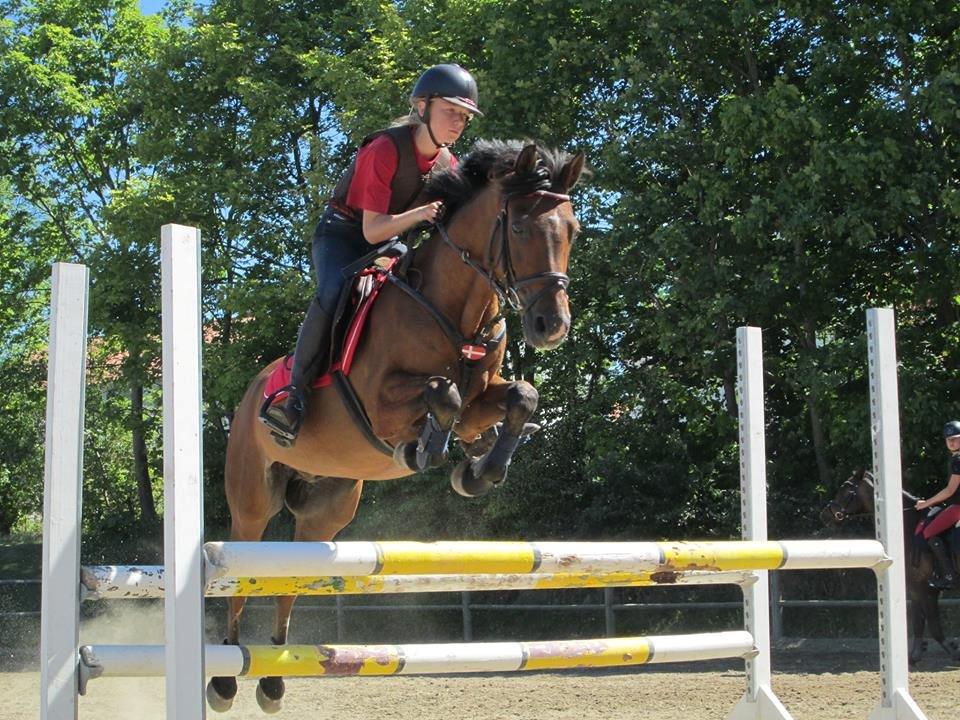 Welsh Pony (sec B) Victoria Madly <3 (A pony) billede 18