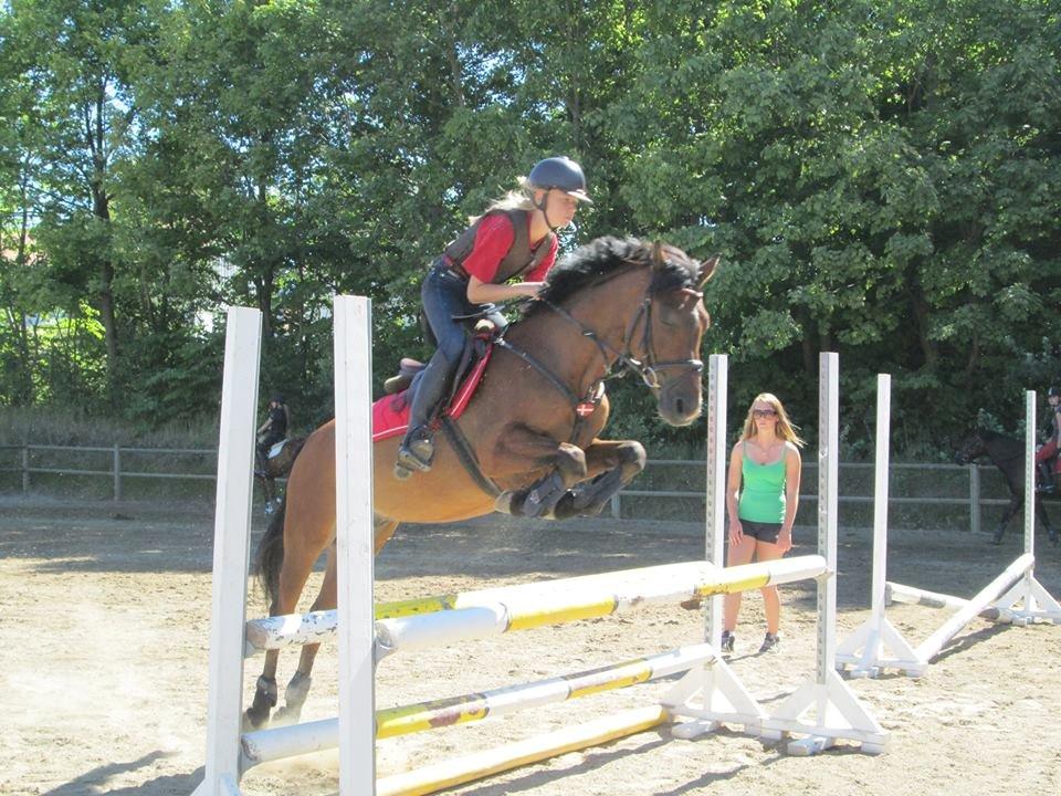 Welsh Pony (sec B) Victoria Madly <3 (A pony) billede 22