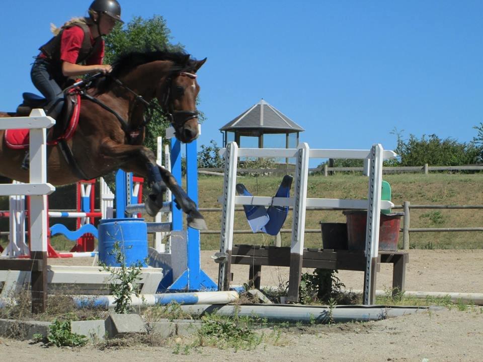 Welsh Pony (sec B) Victoria Madly <3 (A pony) billede 13