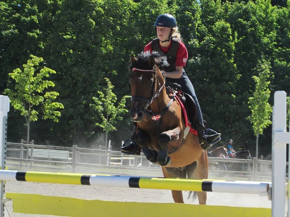 Welsh Pony (sec B) Victoria Madly <3 (A pony) billede 24