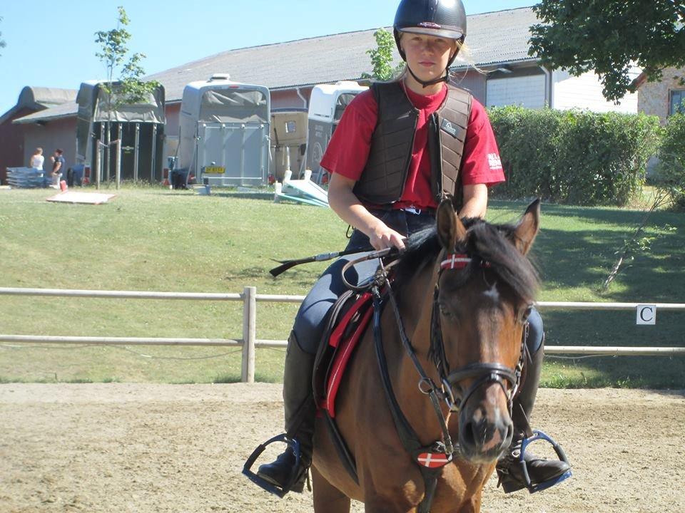 Welsh Pony (sec B) Victoria Madly <3 (A pony) billede 25