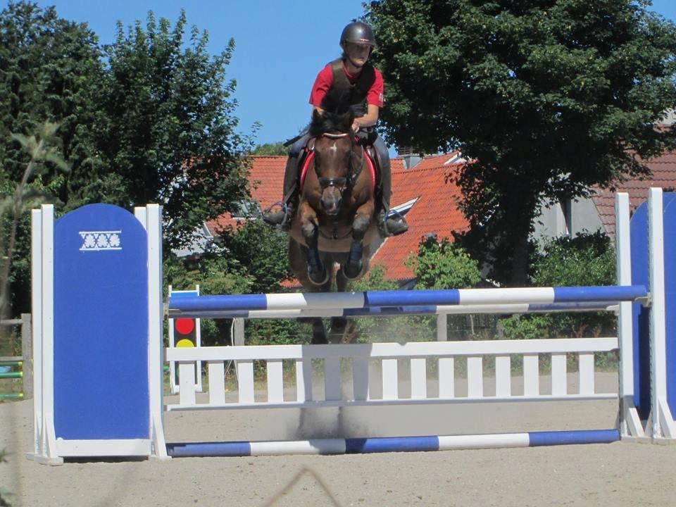 Welsh Pony (sec B) Victoria Madly <3 (A pony) billede 15