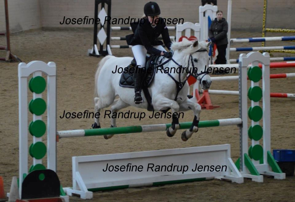 Anden særlig race Wendy * B-pony * - Vores første Lb <3 billede 8