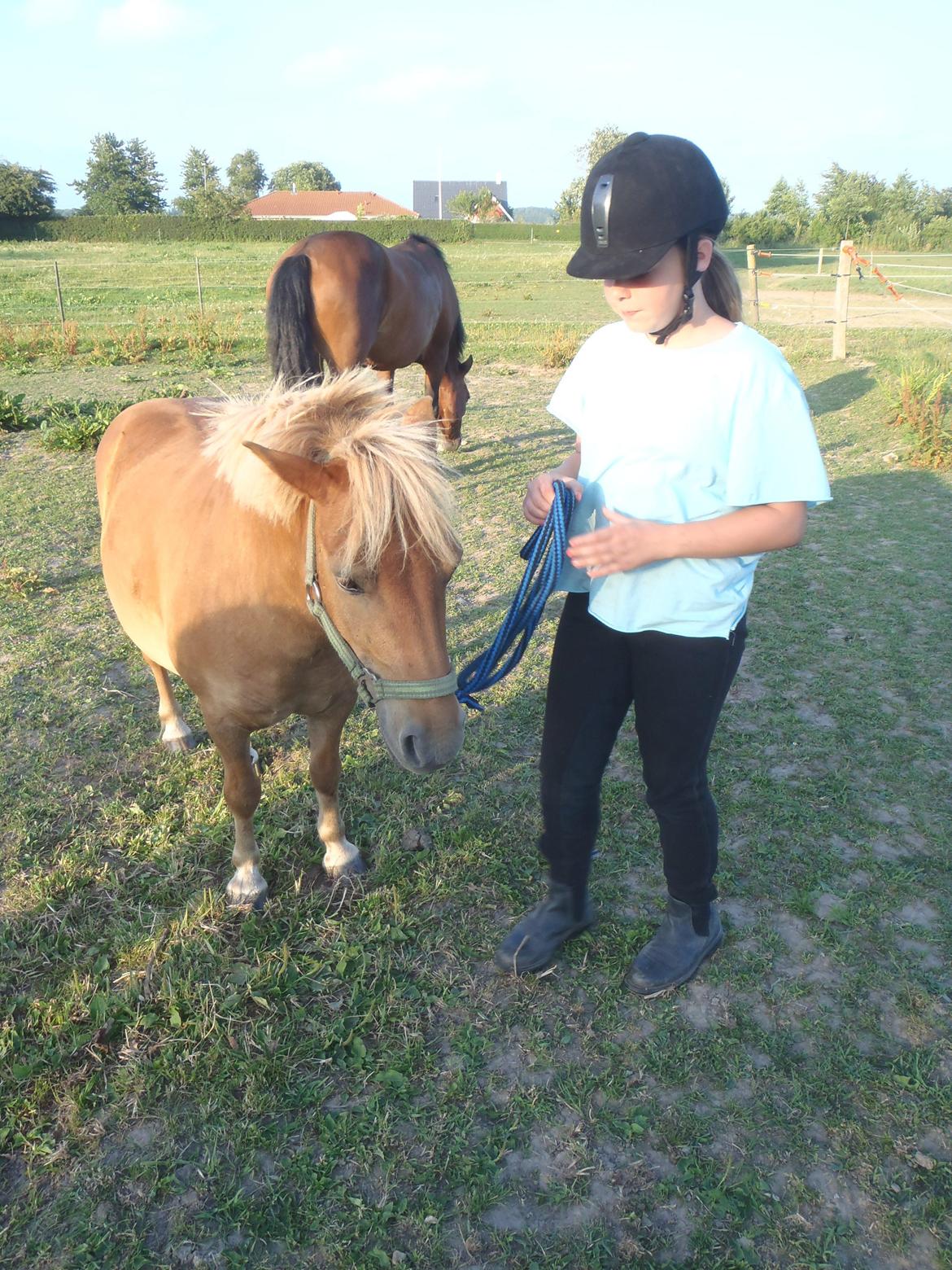 Shetlænder Langesminde's Peter billede 12