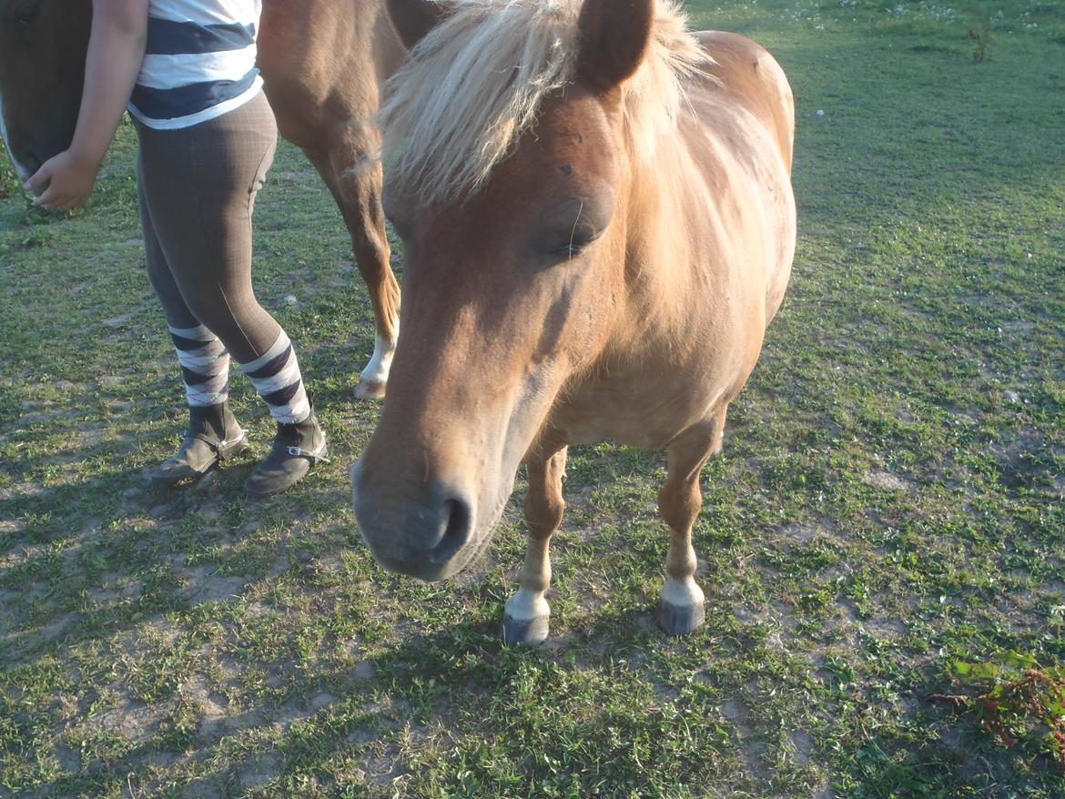 Shetlænder Langesminde's Peter billede 13
