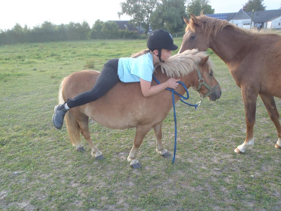 Shetlænder Langesminde's Peter - Farvel :) giv en bedømmelse og en kommentar, beskriv hvis du giver middel og lav!! :) billede 14