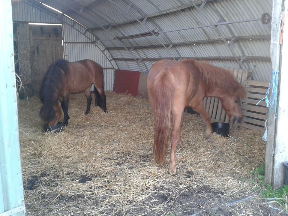 Islænder Depill fra tøndborg billede 3