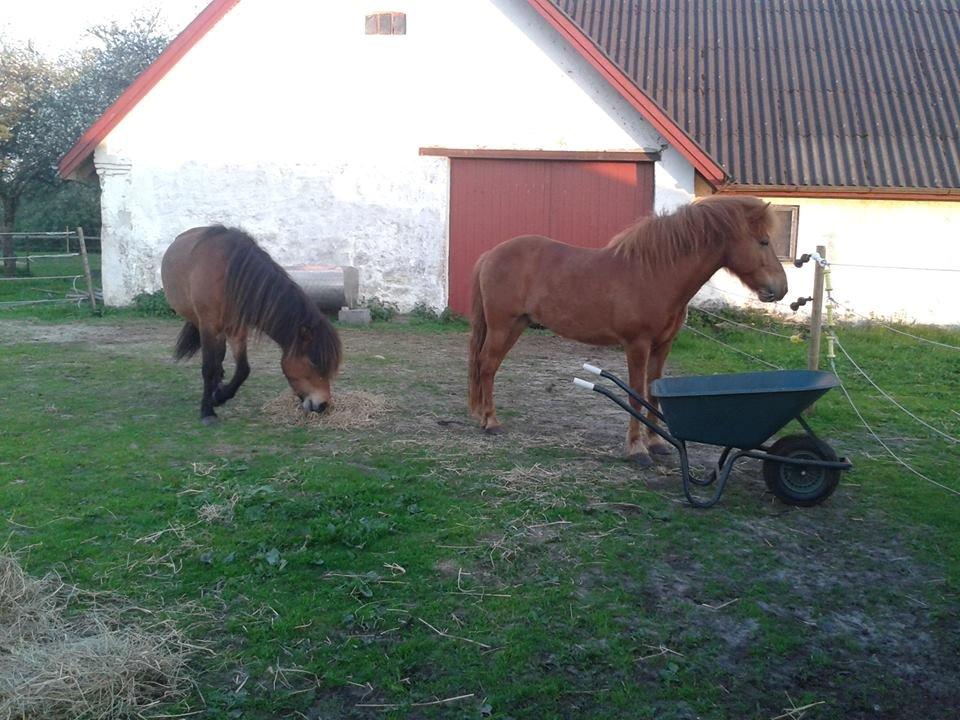 Islænder Depill fra tøndborg billede 4