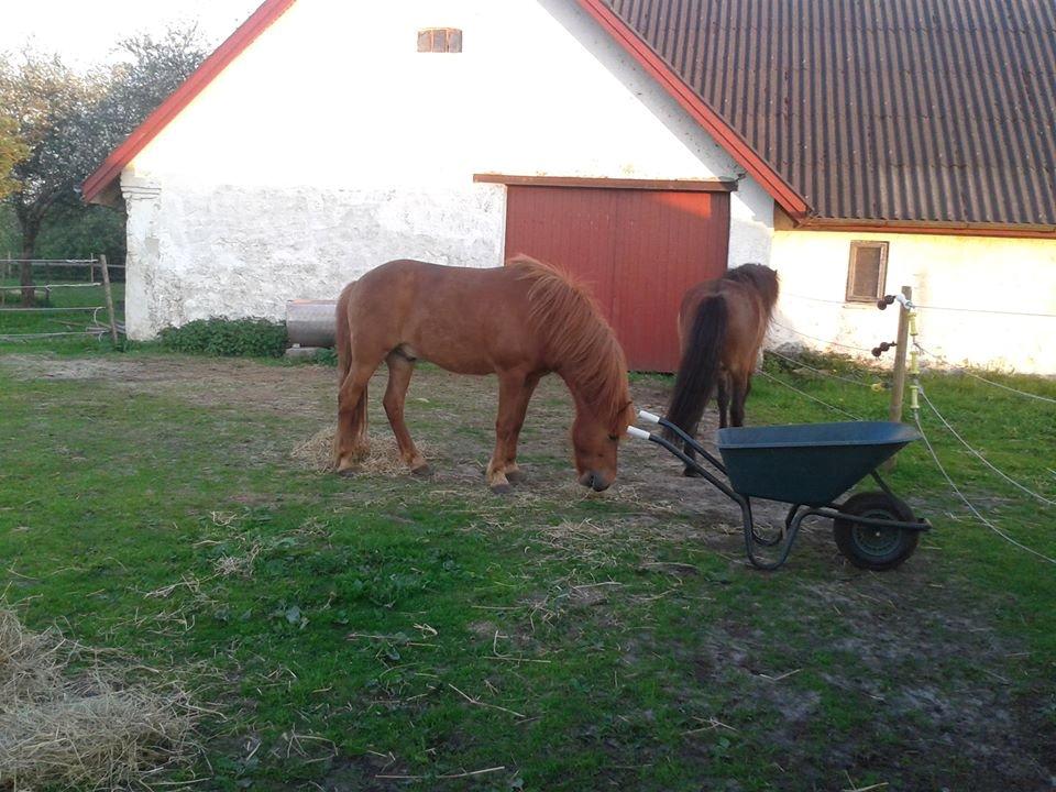 Islænder Depill fra tøndborg billede 5