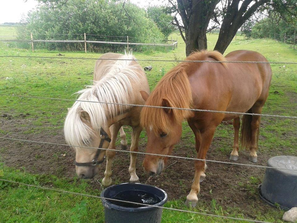 Islænder Depill fra tøndborg billede 7