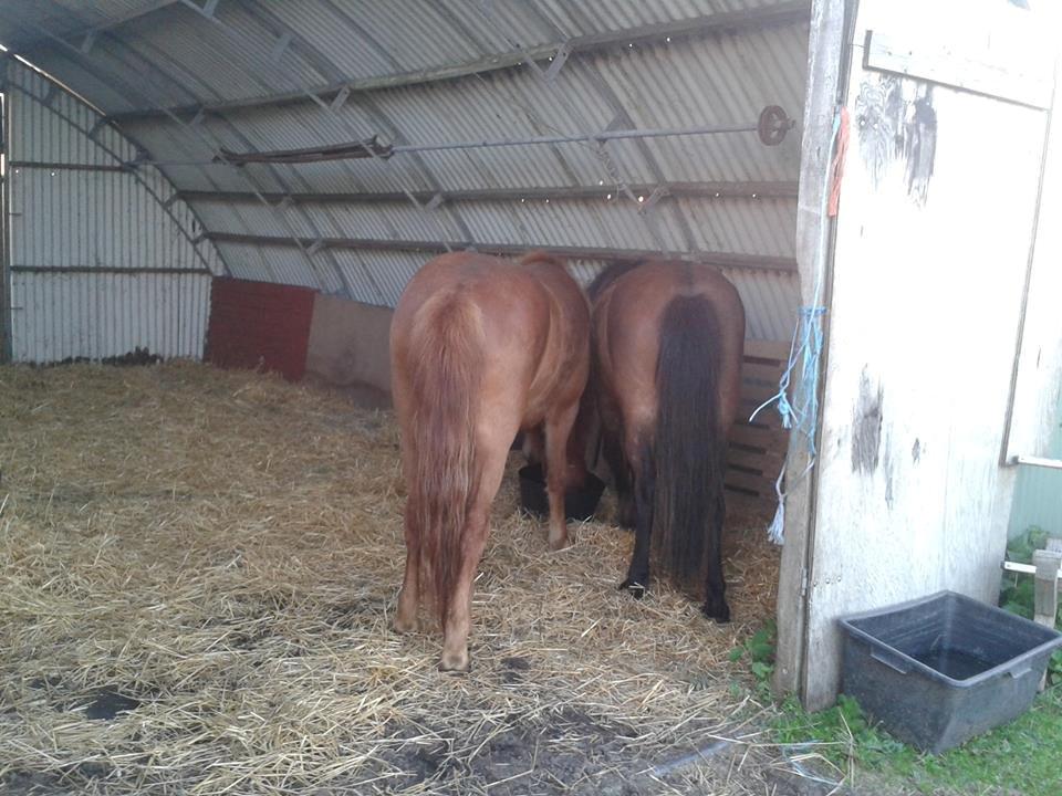 Islænder Depill fra tøndborg billede 8