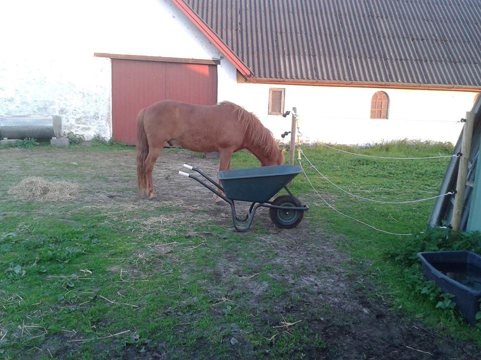 Islænder Depill fra tøndborg billede 10