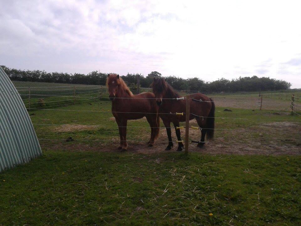 Islænder Depill fra tøndborg billede 11