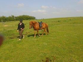 Islænder Depill fra tøndborg billede 12