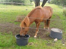 Islænder Depill fra tøndborg billede 2